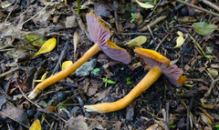Mycena rutilantiformis