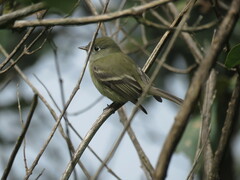 Empidonax hammondii