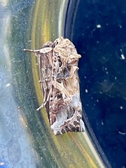Spodoptera ornithogalli