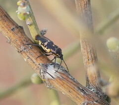 Aplerotus maculatus