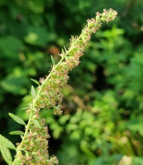 Artemisia indica