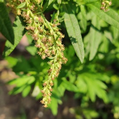 Artemisia indica