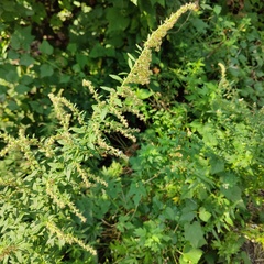 Artemisia indica