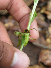 Platanthera brevifolia