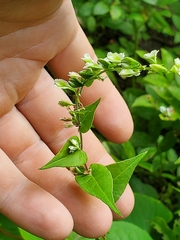 Fallopia scandens