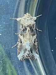 Spodoptera ornithogalli