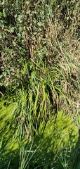 Carex comosa