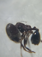 Trichomyrmex scabriceps