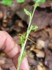 Platanthera brevifolia