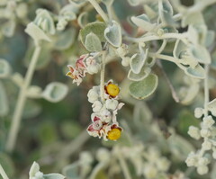 Chenopodium curvispicatum