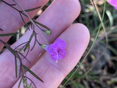Agalinis decemloba