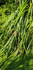 Carex comosa