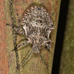 Brochymena quadripustulata