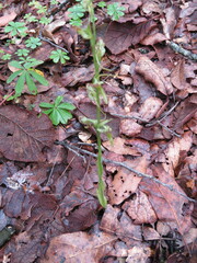 Platanthera brevifolia