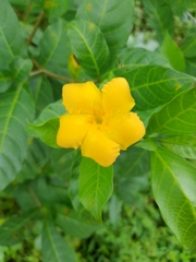 Tabernaemontana grandiflora