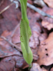 Platanthera brevifolia