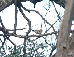 Aphelocephala leucopsis