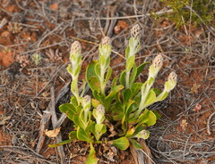 Ptilotus exaltatus