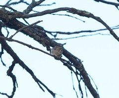 Aphelocephala leucopsis