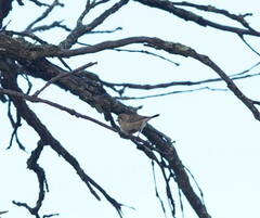 Aphelocephala leucopsis