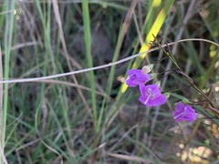 Agalinis decemloba