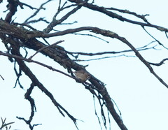 Aphelocephala leucopsis