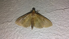 Herpetogramma theseusalis