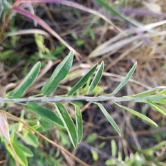 Alysicarpus vaginalis