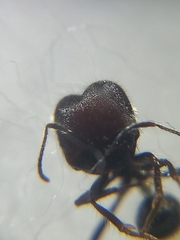 Trichomyrmex scabriceps