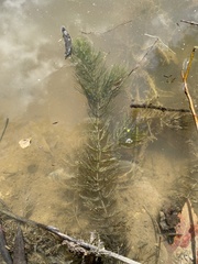 Ceratophyllum