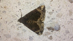 Hypena abalienalis
