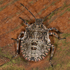 Brochymena quadripustulata