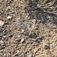 Micropuntia pulchella