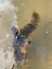 Ceratophyllum