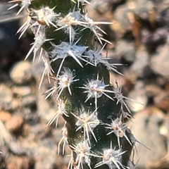 Micropuntia pulchella