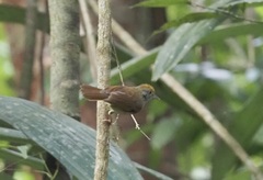 Tunchiornis ochraceiceps