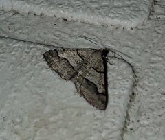 Digrammia continuata