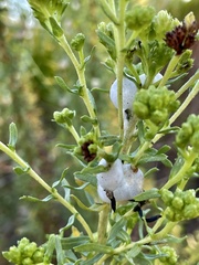 Clastoptera lineatocollis