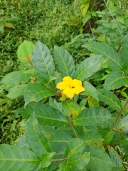 Tabernaemontana grandiflora