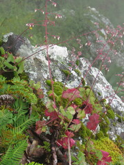Heuchera micrantha