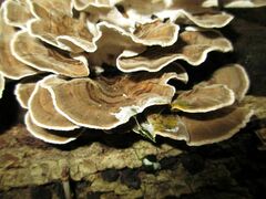 Trametes versicolor