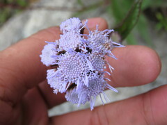 Ageratum corymbosum