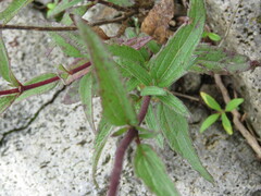 Ageratum corymbosum