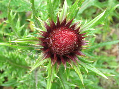 Cirsium ehrenbergii