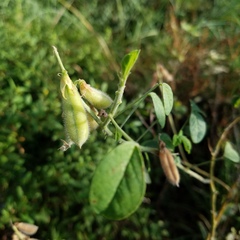 Crotalaria