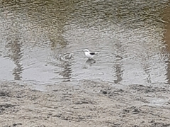 Fluvicola nengeta