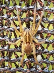 Lycosidae