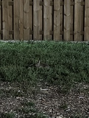 Sylvilagus floridanus