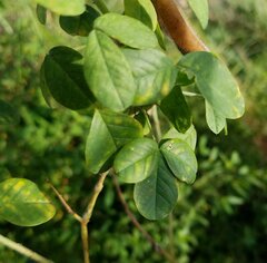 Crotalaria