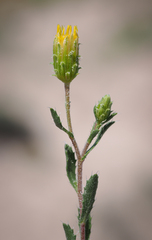 Xanthisma grindelioides